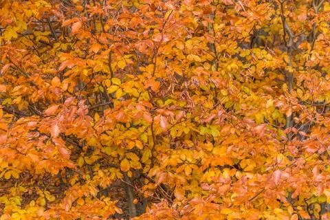 Bright autumn beech tree in the Carpathian forest with vivid yellow and orang 写真素材