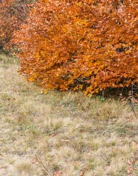 Bright autumn beech tree in the Carpathian forest with vivid yellow and orang Fotos Stock