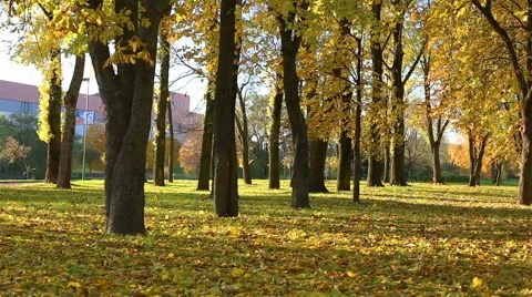 Bright  autumn  forest Stock Footage 61148621