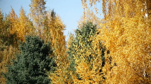 Bright Autumn Landscape 動画素材 103806985
