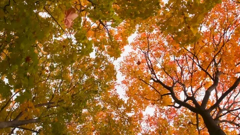 Bright Autumn Leaf Fall HD Pro Stock Footage 123096999