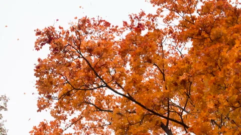Bright Autumn Leaf Fall HD Stock Footage 249730395