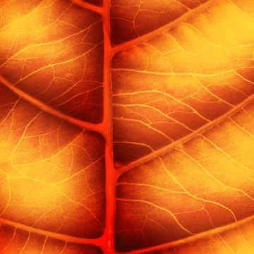 Bright autumn leaf Illustrazione stock