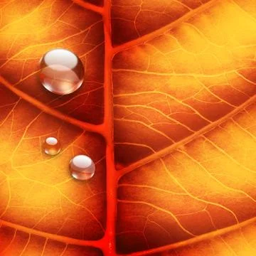 Bright autumn leaf Stock Illustration