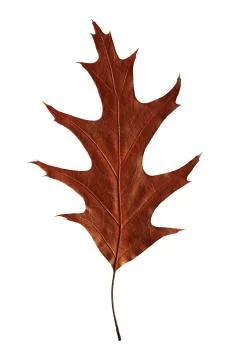 Bright autumn leaf Stock Photos