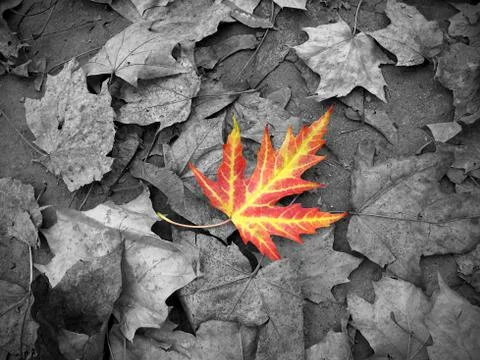 Bright autumn leaf Stock Photos