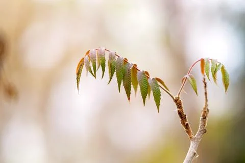 Bright autumn leaf, selective focus Stock Photos
