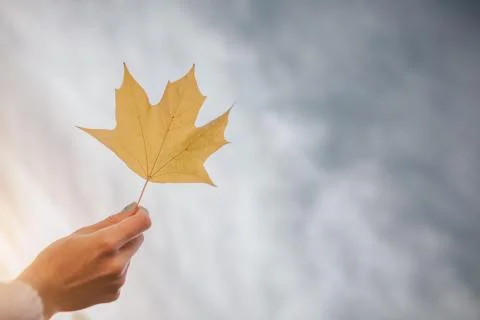 Bright Autumn Leaf on the sky Stock Photos