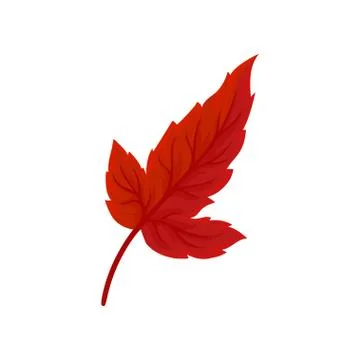 Bright autumn leaf vector Illustration on a white background Stock Illustration