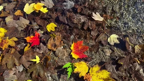 Bright Autumn Leaves in Clear Stream with Sunlit Ripples and Shadows Stock Footage 289783791