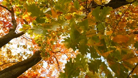 Bright autumn leaves on a tree of different colors. The camera moves around the Video stock 120294895