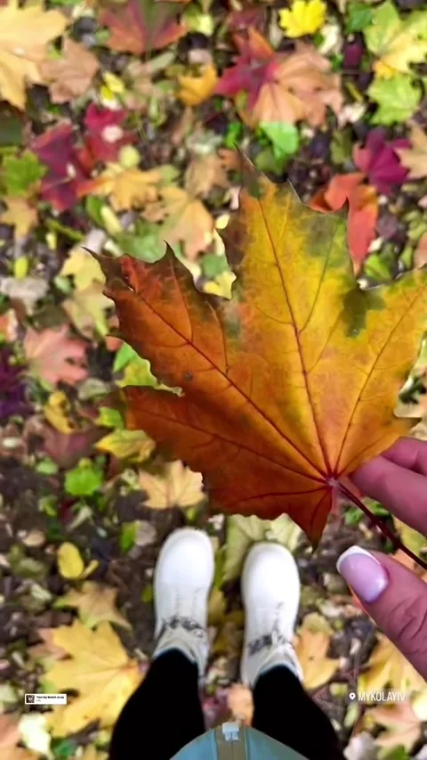 Bright autumn maple leaf during an autumn walk Stock Footage 304882903