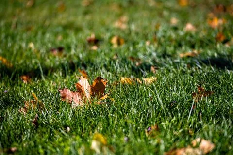 Bright autumn maple leaf on green grass background, selective focus, focus on Foto stock