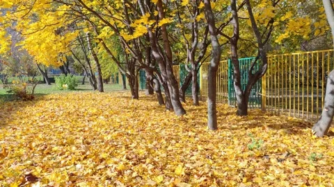 Bright autumn maple leaves fall from trees from the wind at the school Stock Footage 163242103
