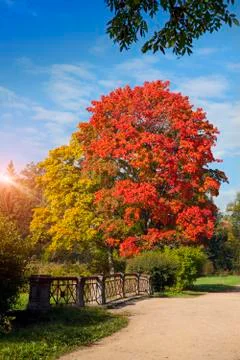Bright autumn maple Stock Photos