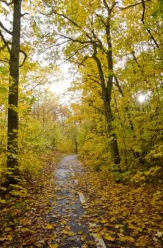 Bright autumn path Stock Photos