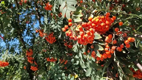 Bright autumn rowan berries close-up Видео 345264863