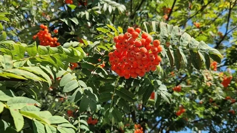 Bright autumn rowan berries close-up Видео 345264948