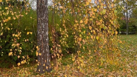 Bright autumn scene with a tree with falling leaves on the ground. Soft Stock Footage 233192231