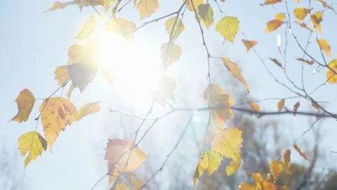 The bright autumn sun breaks through the yellow birch leaves swaying in the wind Video stock 142206202