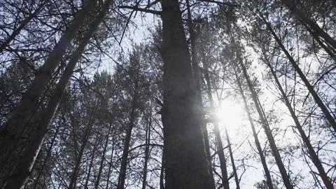 The bright autumn sun breaks through the branches and trunks of tall fir trees Stock Footage 306146361