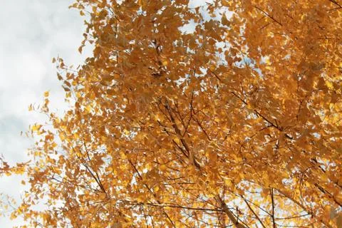 Bright autumn time Stock Photos