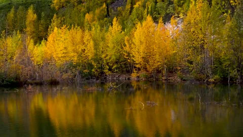 Bright autumn time trees by the lake with perfect reflections in Alaska. Stock Footage 285993804