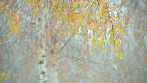Bright autumn tree branches winter has come Stock Footage 96193478