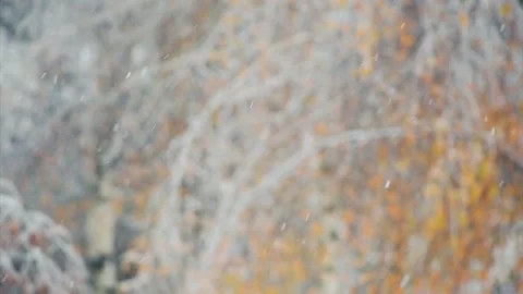 Bright autumn tree branches winter has come Stock Footage 96193739