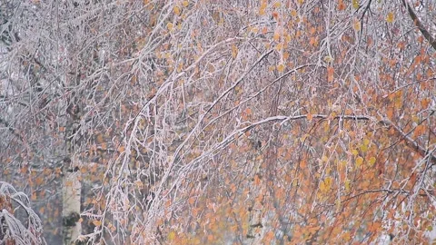 Bright autumn tree branches winter has come Stock Footage 96194940