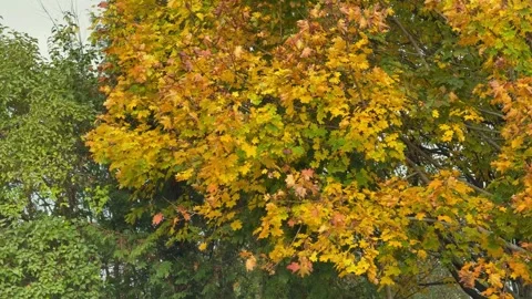 Bright Autumn Tree Crown, Concept of seasonal brightness and creative color Vídeos de archivo 341864168