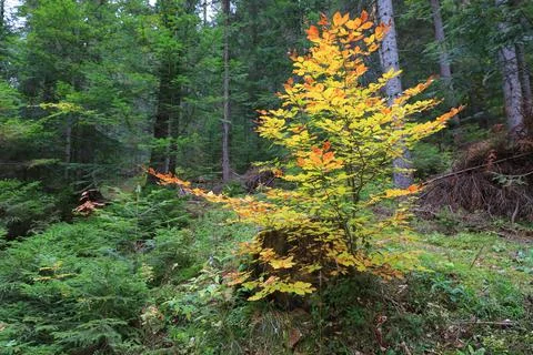 Bright autumn tree Stock Photos