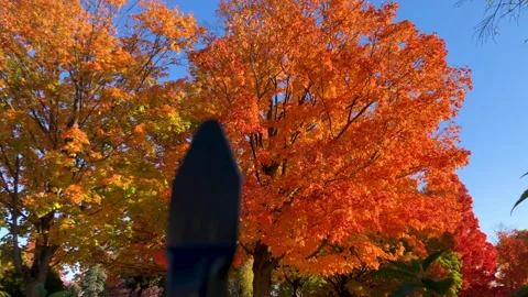 Bright Autumn tree through the gate Stock Footage 231511574
