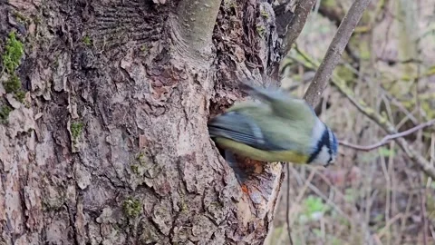 A bright azure tit in its natural nesting site in a tree hollow Stock Footage 332807292