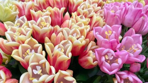 Bright background of dense artificial pink and bicolor yellow tulips with g.. 스톡 사진