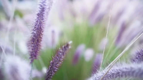 Bright background of purple grass in the park. Stock Footage 220788405