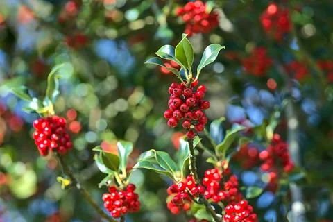 Bright background of spring red berries of holly tree (Ilex) with green leaves Foto stock