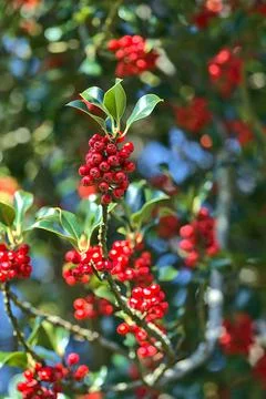 Bright background of spring red berries of holly tree (Ilex) with green leaves Foto stock