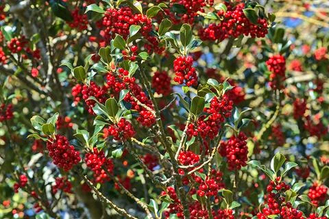 Bright background of spring red berries of holly tree (Ilex) with green leaves Stock Photos
