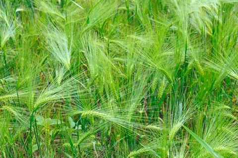 Bright background of wheat ears. Stock-Fotos