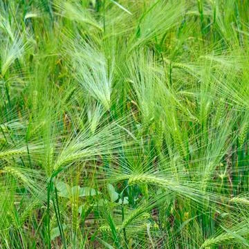 Bright background of wheat ears. Stock-Fotos