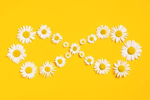 Bright background with white chamomiles. Infinity. Daisy on yellow background Stock-Fotos