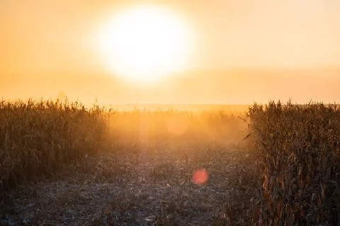 Bright backlit field of corn in the middle of harvesting process Stock Photos
