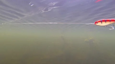 Bright bait is underwater. Video stock 45139030