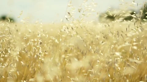 Bright barley close up slow motion Stock Footage 77091568