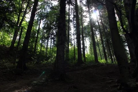 Bright beam of light forces its way through trees Stock Photos