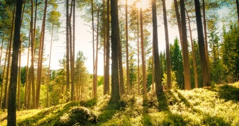 Bright beams of sunlight shining through tall evergreen fir tree stems Stock Footage 113292468