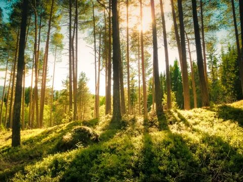 Bright beams of sunlight shining through tall evergreen fir tree stems Stock Photos