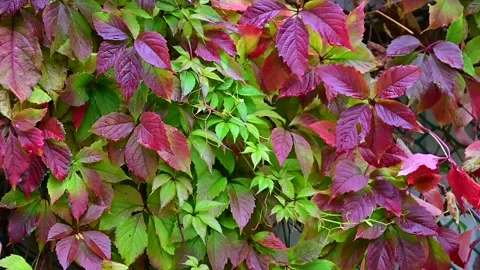 Bright beautiful background of green and purple leaves of wild (maiden) grapes Stock Footage 144653211