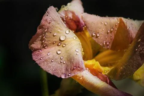 Bright beautiful flowers create a spring mood Stock Photos